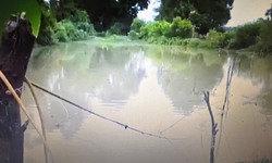 Giăng dây điện bẫy chuột, nhiều cái chết thương tâm xảy ra