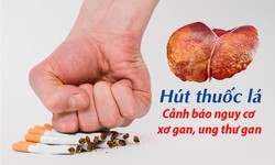 H&#250;t thuốc l&#225; c&#243; ảnh hưởng đến gan kh&#244;ng?