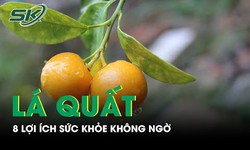 8 lợi &#237;ch sức khỏe kh&#244;ng ngờ của l&#225; quất 