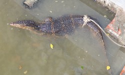 Cá thể kỳ đà hoa quý hiếm 'đi lạc' vào nhà dân ở Hà Tĩnh