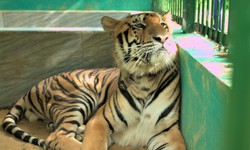 Cuộc sống của những con hổ Đ&#244;ng Dương dưới t&#225;n rừng VQG Phong Nha - Kẻ B&#224;ng