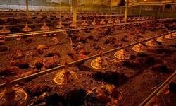 Gần 10.000 con g&#224; của một hộ d&#226;n bị chết ngạt do chập điện