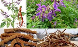 3 thảo dược gi&#250;p ngăn ngừa xơ vữa động mạch