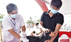 Bị ch&#243; cắn từ năm 2022, một trường hợp nghi mắc bệnh dại