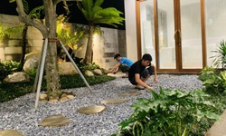 Săn lùng dương xỉ cổ đại giá cả triệu đồng chơi Tết