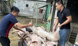 Ti&#234;u hủy gần 5.000 con lợn trong v&#249;ng nhiễm dịch tả lợn ch&#226;u Phi