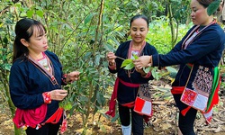 Hòa Bình: Chuyển đổi cây trồng dược liệu giúp xóa đói giảm nghèo