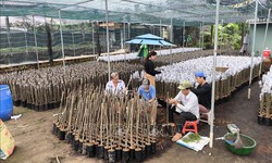 M&#237;t giống h&#250;t h&#224;ng, tăng gi&#225; v&#224;o cuối vụ