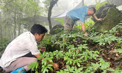 Lai Ch&#226;u: Cần đẩy mạnh ph&#225;t triển kinh tế dưới t&#225;n rừng