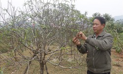 Tất bật &#39;thay &#225;o mới&#39; cho đ&#224;o nở hoa đ&#250;ng dịp Tết