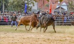 Hội chọi b&#242; đầu Xu&#226;n tại v&#249;ng cao Điện Bi&#234;n Đ&#244;ng