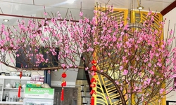 Cách hãm hoa đào nở sớm trong thời tiết nồm ẩm