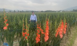 Nhà khoa học tạo giống hoa lay ơn ra hoa theo ý muốn