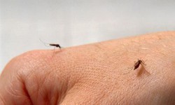 C&#225;n bộ y tế v&#224;o điểm n&#243;ng sốt r&#233;t lấy th&#226;n m&#236;nh &#39;l&#224;m mồi&#39; cho muỗi đốt
