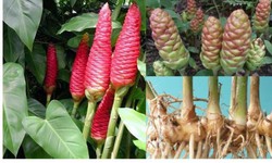 10 b&#224;i thuốc chữa bệnh từ gừng gi&#243;