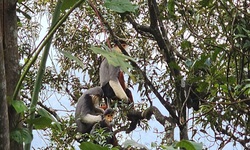 Video cận cảnh loạt động vật qu&#253; hiếm ở Vườn Quốc gia Bạch M&#227;