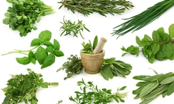 7 loại rau gia vị trong vườn được sử dụng l&#224;m thuốc