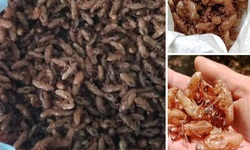 Thực hư thông tin mua xác ve sầu giá tiền triệu ở Đắk Lắk