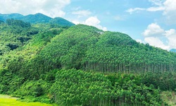 Diện t&#237;ch rừng lớn nhưng ph&#225;t triển thị trường carbon ở Việt Nam kh&#244;ng dễ