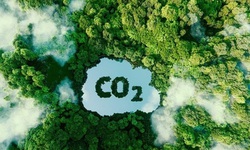 B&#225;n t&#237;n chỉ carbon rừng: Ngồi kh&#244;ng cũng thu triệu đ&#244;?