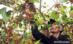 Nông dân Hà Nội kiếm tiền triệu mỗi ngày nhờ trồng dâu tằm