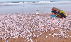 Hàng tấn ngao tím dạt vào bờ biển Hà Tĩnh, người dân đổ xô vớt 'lộc trời'