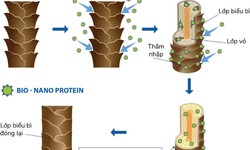 C&#244;ng ty VISI ứng dụng c&#244;ng nghệ sinh học Bio - Nano Protein v&#224;o sản phẩm chăm s&#243;c t&#243;c