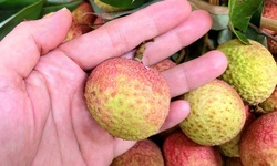 Gi&#225; cao nhưng vải đầu m&#249;a vẫn được nhiều người săn mua
