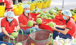 Tin cực vui cho xuất khẩu n&#244;ng sản của Việt Nam