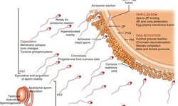 Họat h&#243;a tinh tr&#249;ng bằng Cumulus, phương ph&#225;p mới trong điều trị hiếm muộn