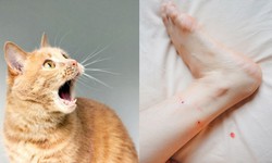Cảnh b&#225;o trẻ bị động vật cắn, h&#250;c