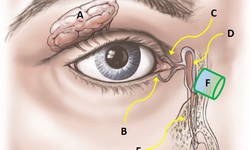 Tắc lệ đạo n&#234;n ăn g&#236; để mắt s&#225;ng khỏe?