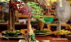 Chi&#234;m ngưỡng bonsai trầm hương xứ Quảng