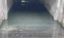 Bất ngờ c&#225; bơi &#39;tung tăng&#39; dưới hầm biệt thự chục tỷ ở H&#224; Nội