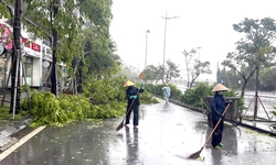 B&#227;o số 2 v&#224;o Quảng Ninh, nhiều c&#226;y xanh bật gốc, g&#227;y đổ