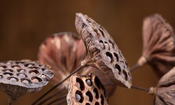 Gương sen - dược liệu qu&#253;, đừng vội bỏ đi