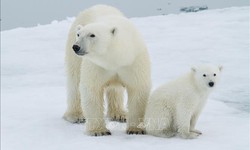 Quần đảo Svalbard ở Bắc Cực ghi nhận nhiệt độ th&#225;ng 8 cao kỷ lục