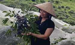 N&#244;ng d&#226;n Thanh Chương &#39;kh&#243;c r&#242;ng&#39; v&#236; loại quả được v&#237; như ‘v&#224;ng đen’ mất m&#249;a chưa từng c&#243;