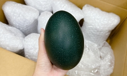 Săn mua trứng đ&#224; điểu &#218;c gi&#225; gần 1 triệu đồng