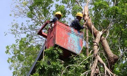 Cắt tỉa c&#226;y xanh trong m&#249;a mưa b&#227;o