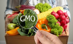Ăn thực phẩm biến đổi gene c&#243; nguy cơ ung thư kh&#244;ng?