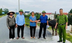 ‘Đầu cơ nghiệp’ bị lũ cuốn tr&#244;i từ Ph&#250; Thọ về H&#224; Nội, người nu&#244;i tr&#226;u x&#250;c động v&#236; được nhận lại