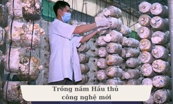 Nấm Hầu thủ - Nấm dược liệu tiềm năng nhưng đầy th&#225;ch thức