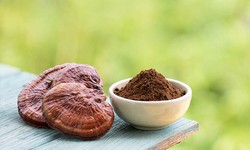 Ai không nên dùng nấm linh chi?