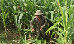 Điện Bi&#234;n nh&#226;n rộng m&#244; h&#236;nh sinh kế từ lợi thế địa phương, hướng tới giảm ngh&#232;o bền vững