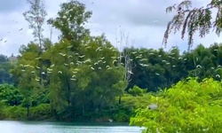 Video mãn nhãn những đàn cò trắng tung cánh khắp cánh đồng ở Huế