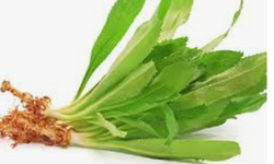 5 bài thuốc chữa bệnh từ lá mùi tàu