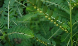 Ch&#243; đẻ răng cưa: Vị thuốc tốt cho gan nhưng cần d&#249;ng đ&#250;ng c&#225;ch