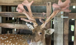 Những ch&#237;nh s&#225;ch của H&#224; Tĩnh gi&#250;p người d&#226;n giảm ngh&#232;o bền vững nhờ nu&#244;i hươu