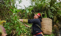 Người Dao và kho báu dược liệu vùng núi phía Bắc